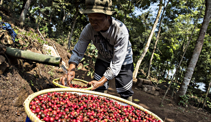 Harga Kopi Arabika Solok Tembus RP 140.000/Kg