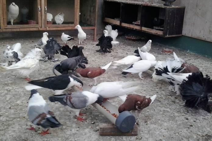 Prospek Bisnis Merpati Potong yang Menguntungkan