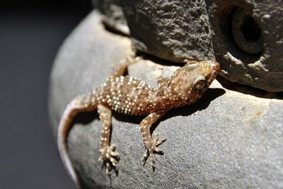 Cara Ternak Tokek yang Menguntungkan