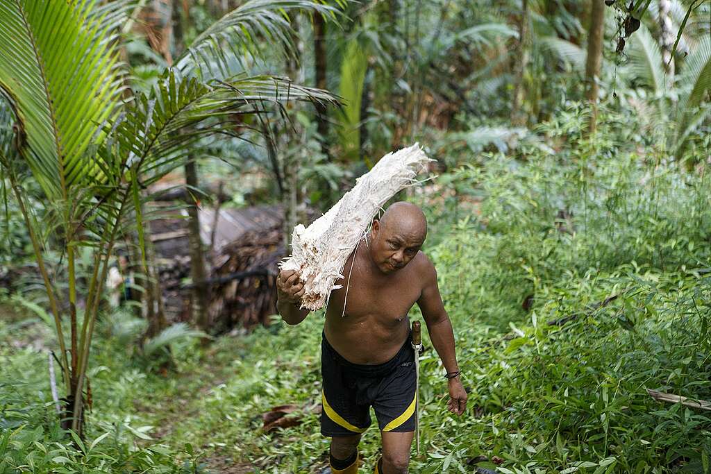 Sagu: Sumber Pangan Sangihe yang Terancam Tambang Emas