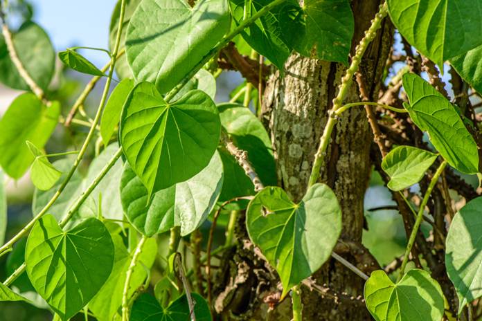  Desamodern.com - Tanaman Brotowali Mampu Bunuh Larva Nyamuk 