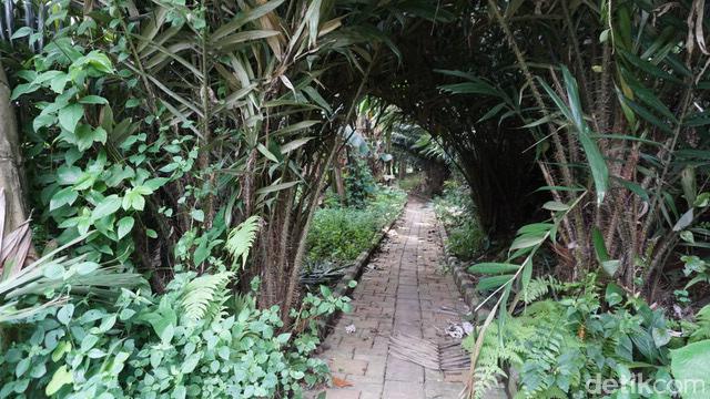 Bukan di Sleman, Kebun Salak yang Lebat ini Ada di Kota Jakarta